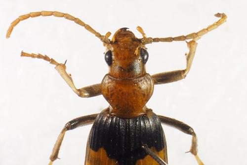 Pheropsophus aequinoctialis